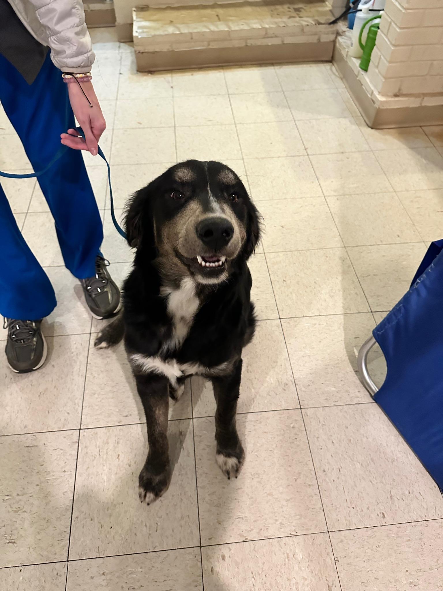 Lowe, adopted, Adult Male Australian Shepherd.