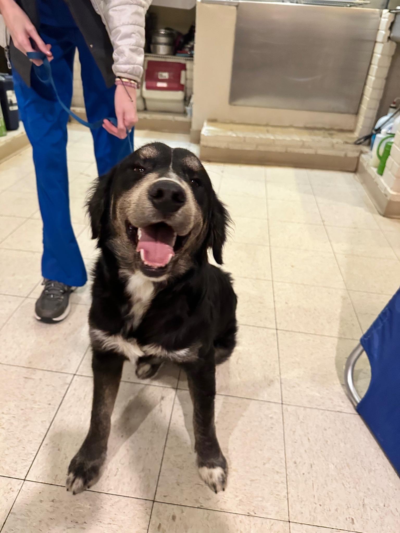 Enlarge Lowe, an adopted mixed breed in Guntersville, AL image 3/3