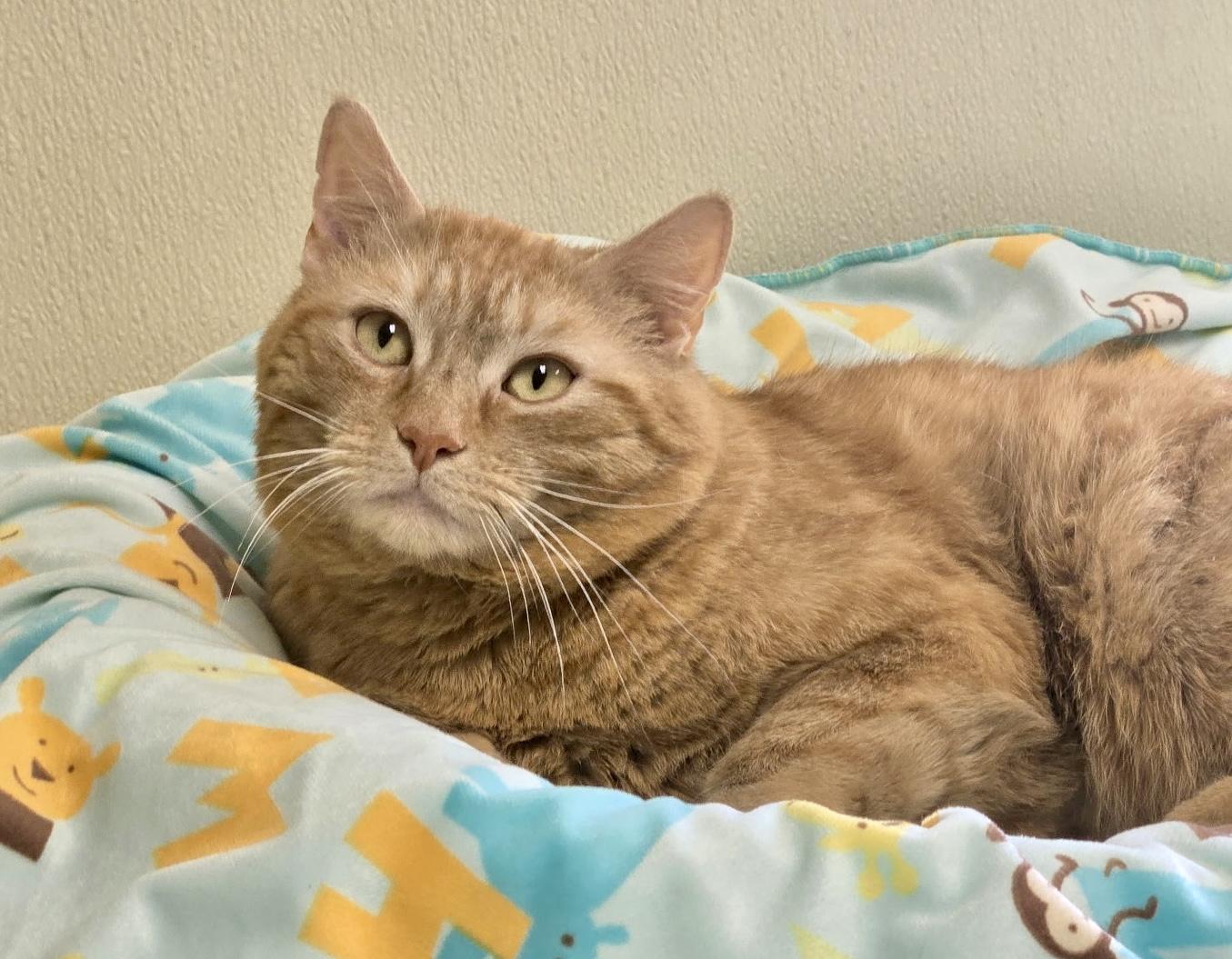 Rusty, ADOPTABLE, Adult Male Domestic Short Hair.
