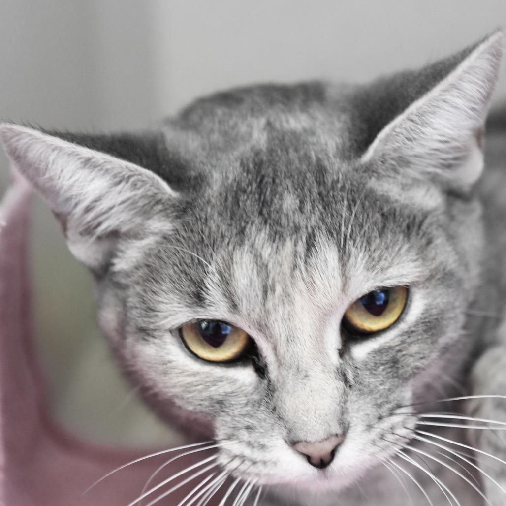Itty, Adoptable, Young Female Domestic Short Hair.