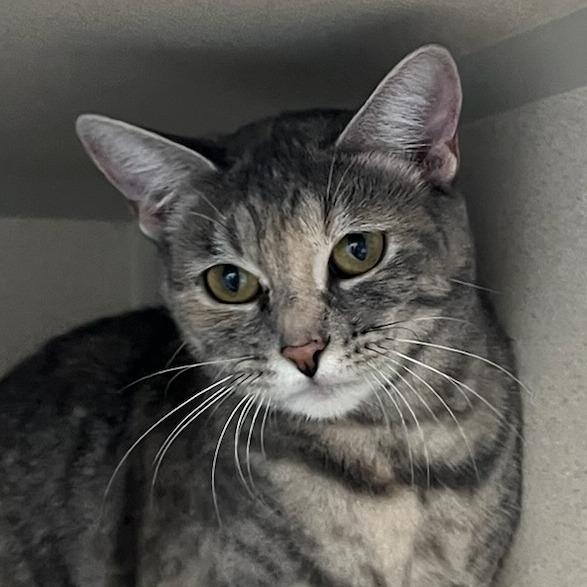 Itty, a Adoptable Domestic Short Hair in Redwood City, CA image 2/2