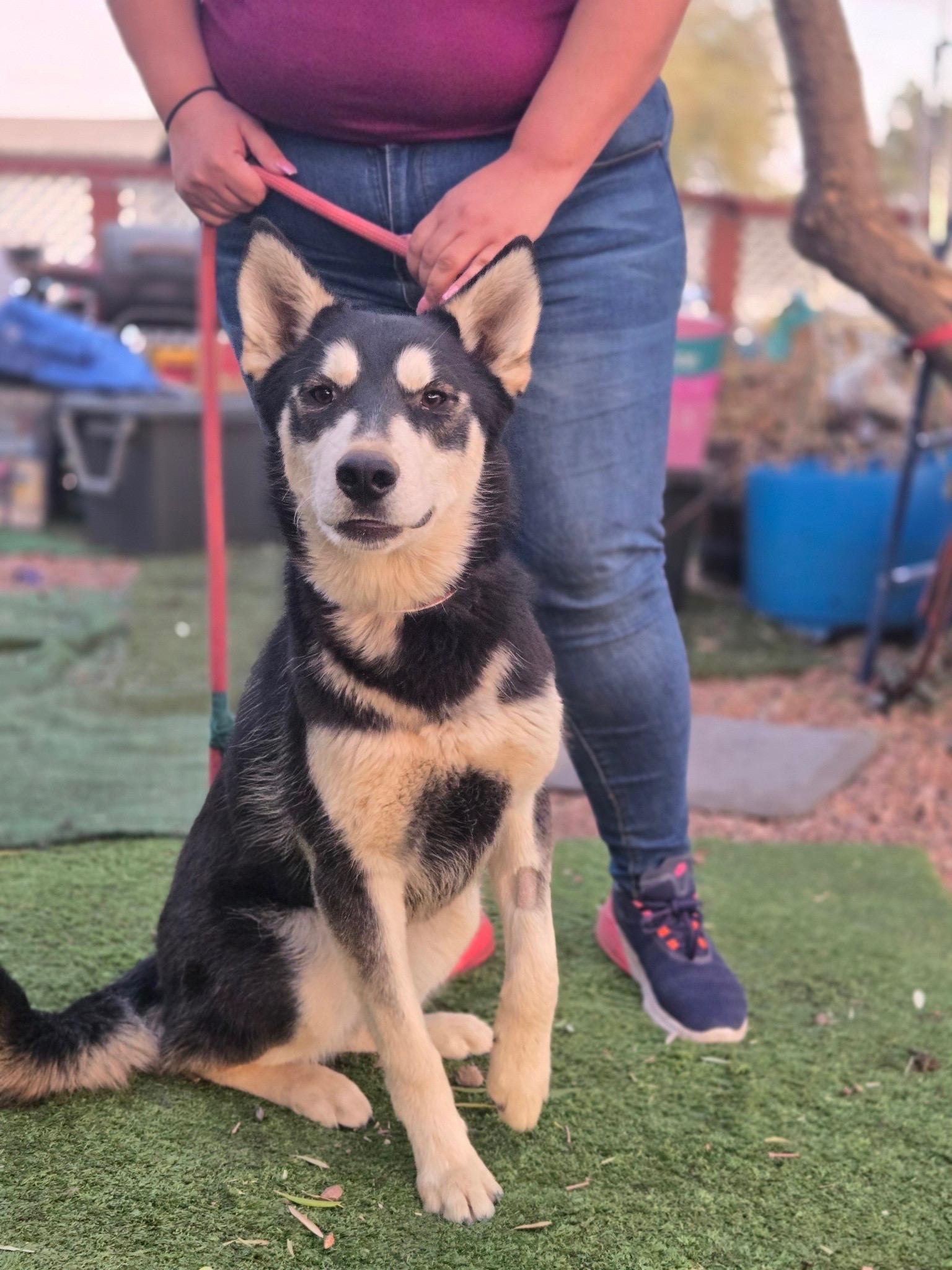 Enlarge Marshall, a Adoptable mixed breed in Tempe, AZ image 1/3