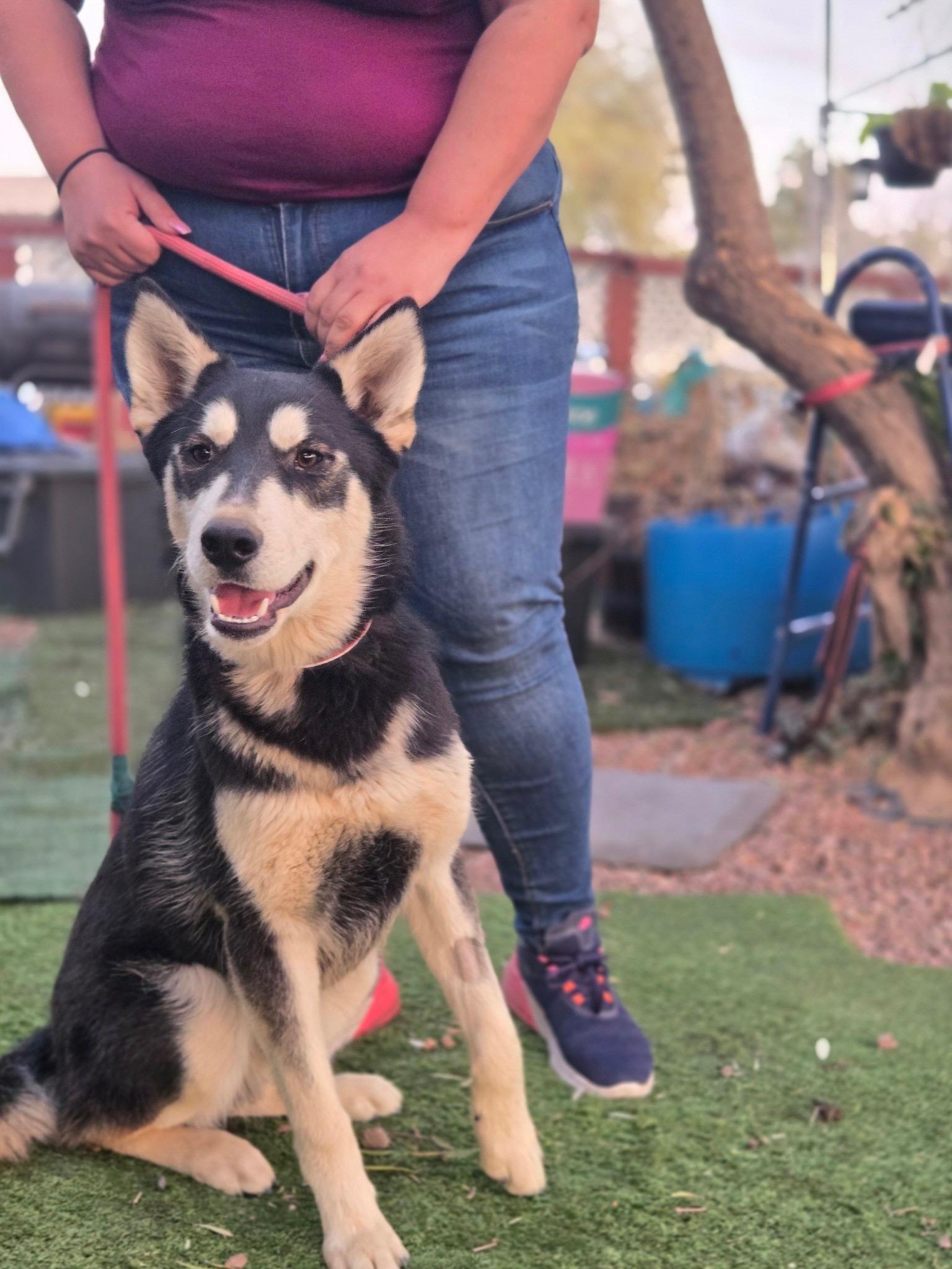 Enlarge Marshall, a Adoptable mixed breed in Tempe, AZ image 2/3