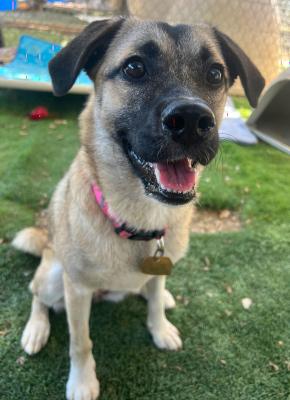 Lady, adopted, Young Female Border Terrier & Pug.