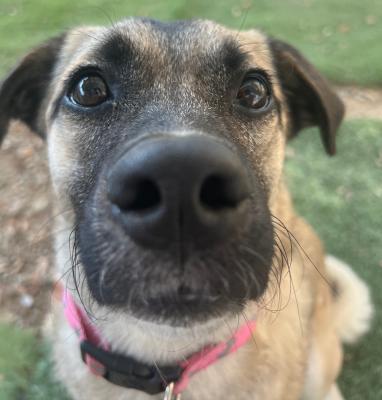 Enlarge Lady, an adopted mixed breed in Santa Paula, CA image 2/6