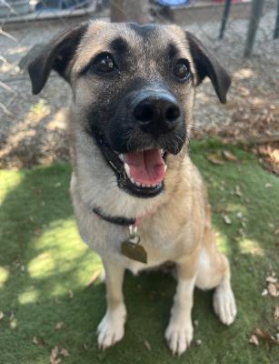 Enlarge Lady, an adopted mixed breed in Santa Paula, CA image 3/6