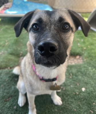 Enlarge Lady, an adopted mixed breed in Santa Paula, CA image 4/6