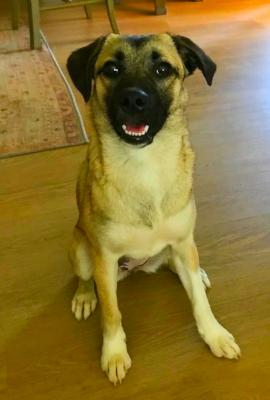 Enlarge Lady, an adopted mixed breed in Santa Paula, CA image 6/6