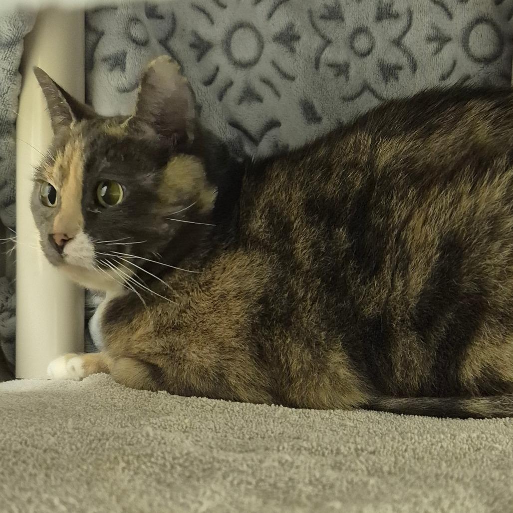 Enlarge Molly, a Adoptable Domestic Short Hair in Drumheller, AB image 1/1