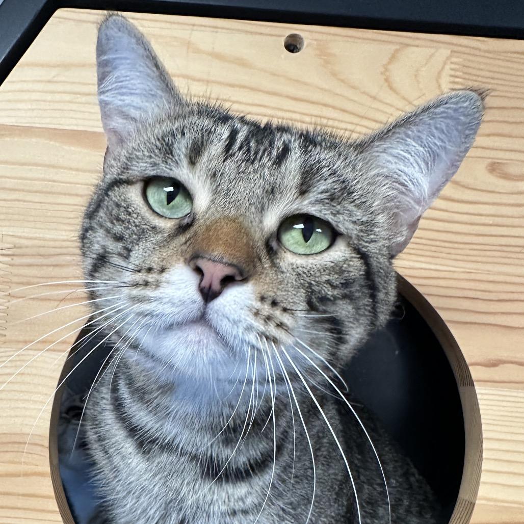 Milo, Adoptable, Young Male Domestic Short Hair.