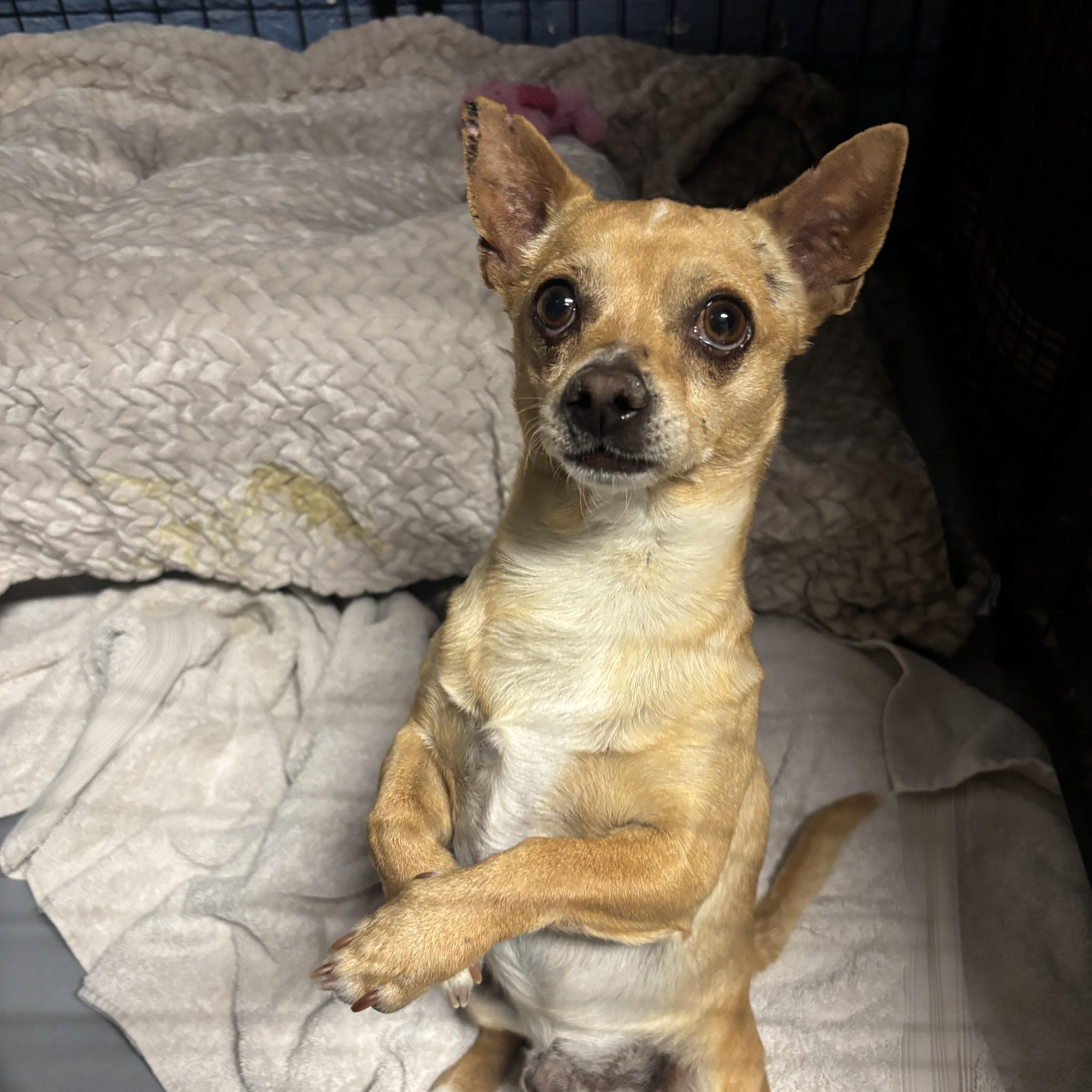 Enlarge Ozzy Pawsborne, a ADOPTABLE Chihuahua in Phoenix, AZ image 4/6