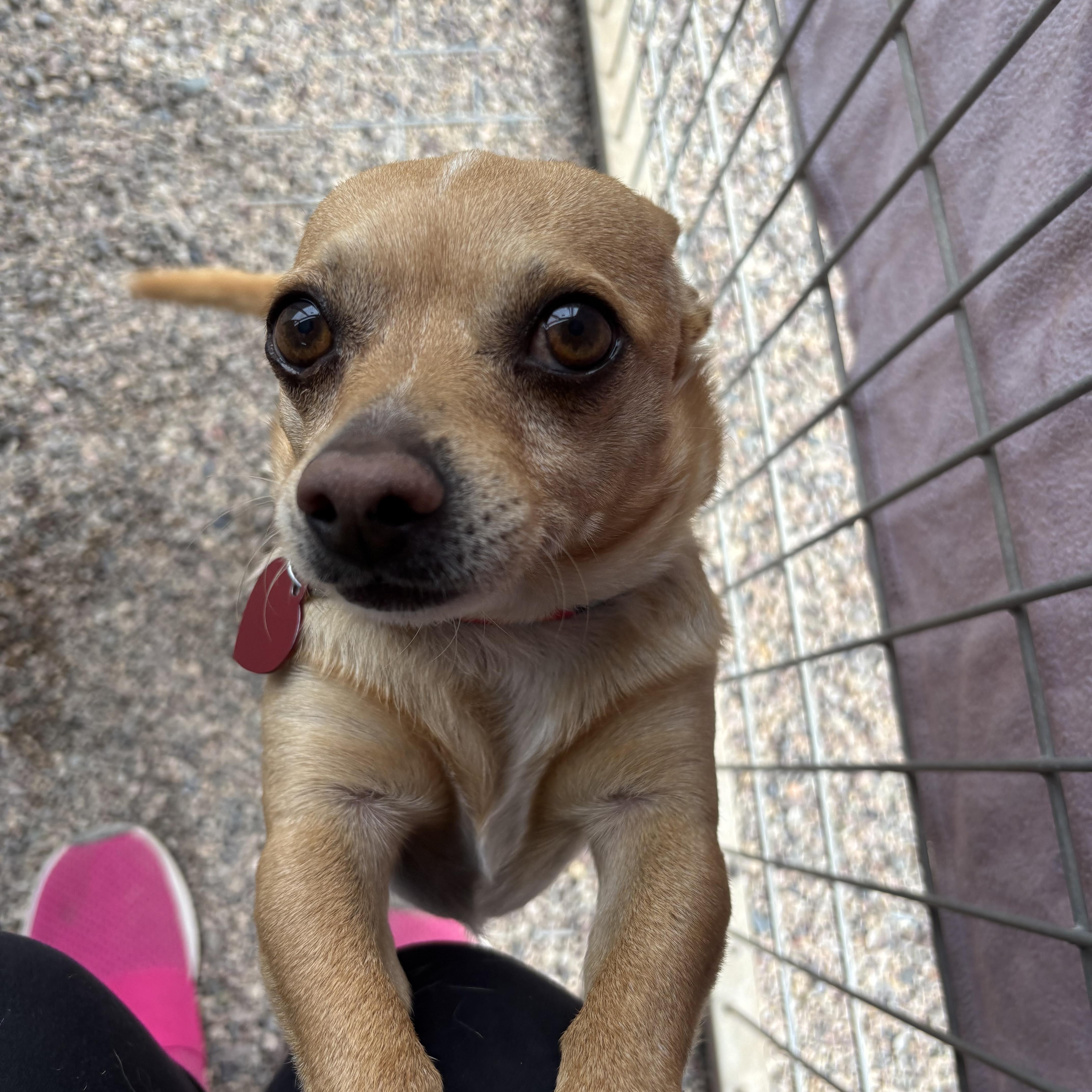 Enlarge Ozzy Pawsborne, a ADOPTABLE Chihuahua in Phoenix, AZ image 3/6