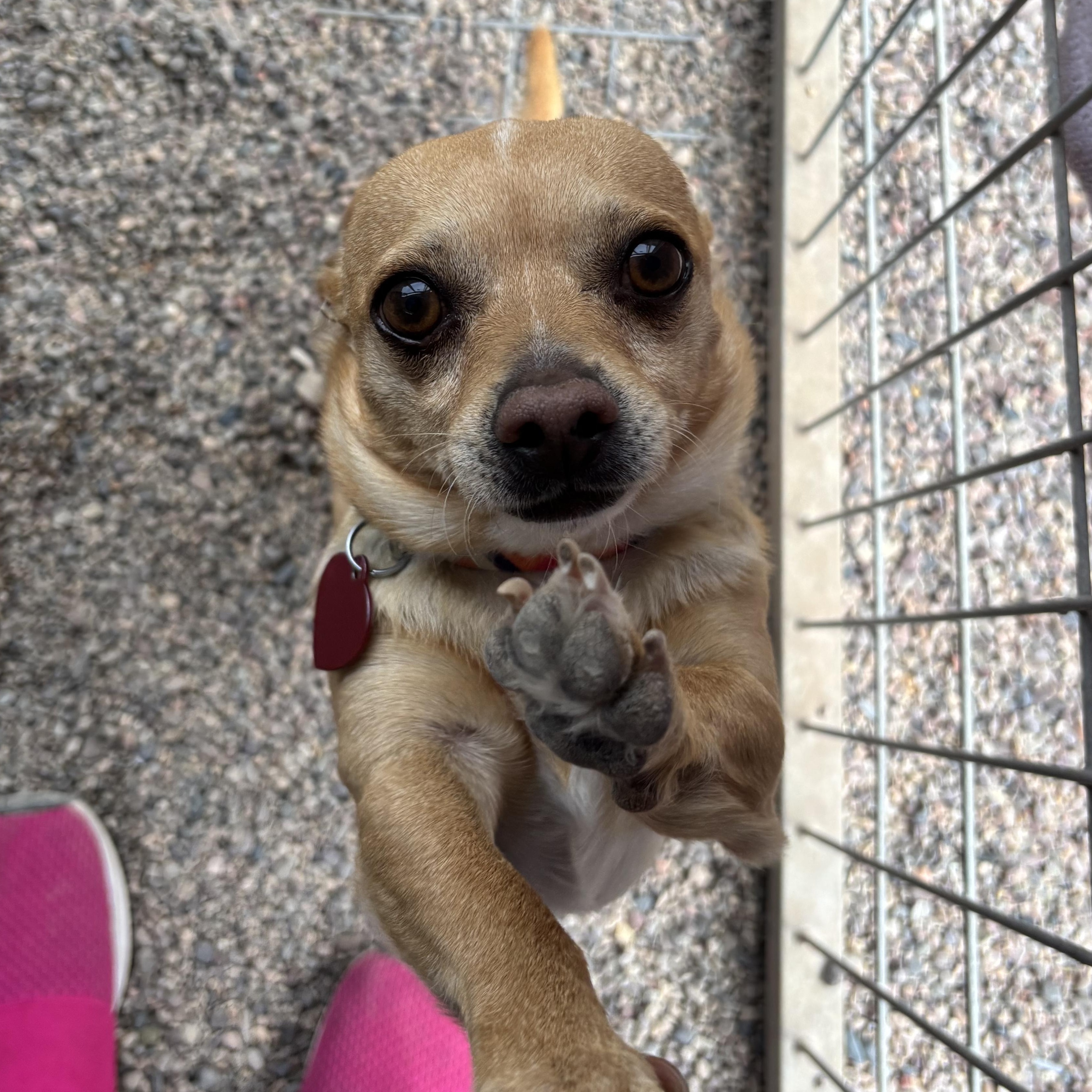 Enlarge Ozzy Pawsborne, a ADOPTABLE Chihuahua in Phoenix, AZ image 1/6