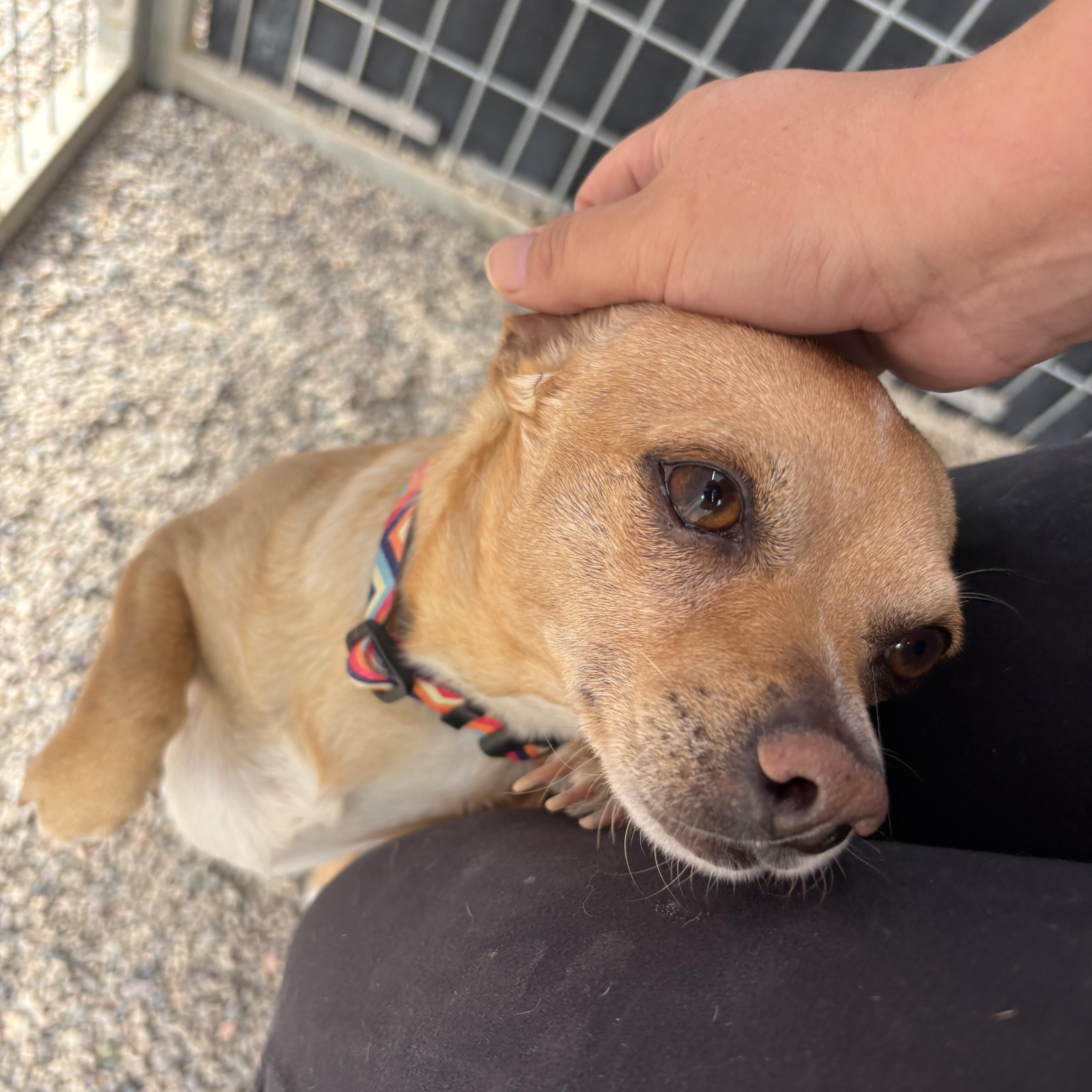 Enlarge Ozzy Pawsborne, a ADOPTABLE Chihuahua in Phoenix, AZ image 6/6