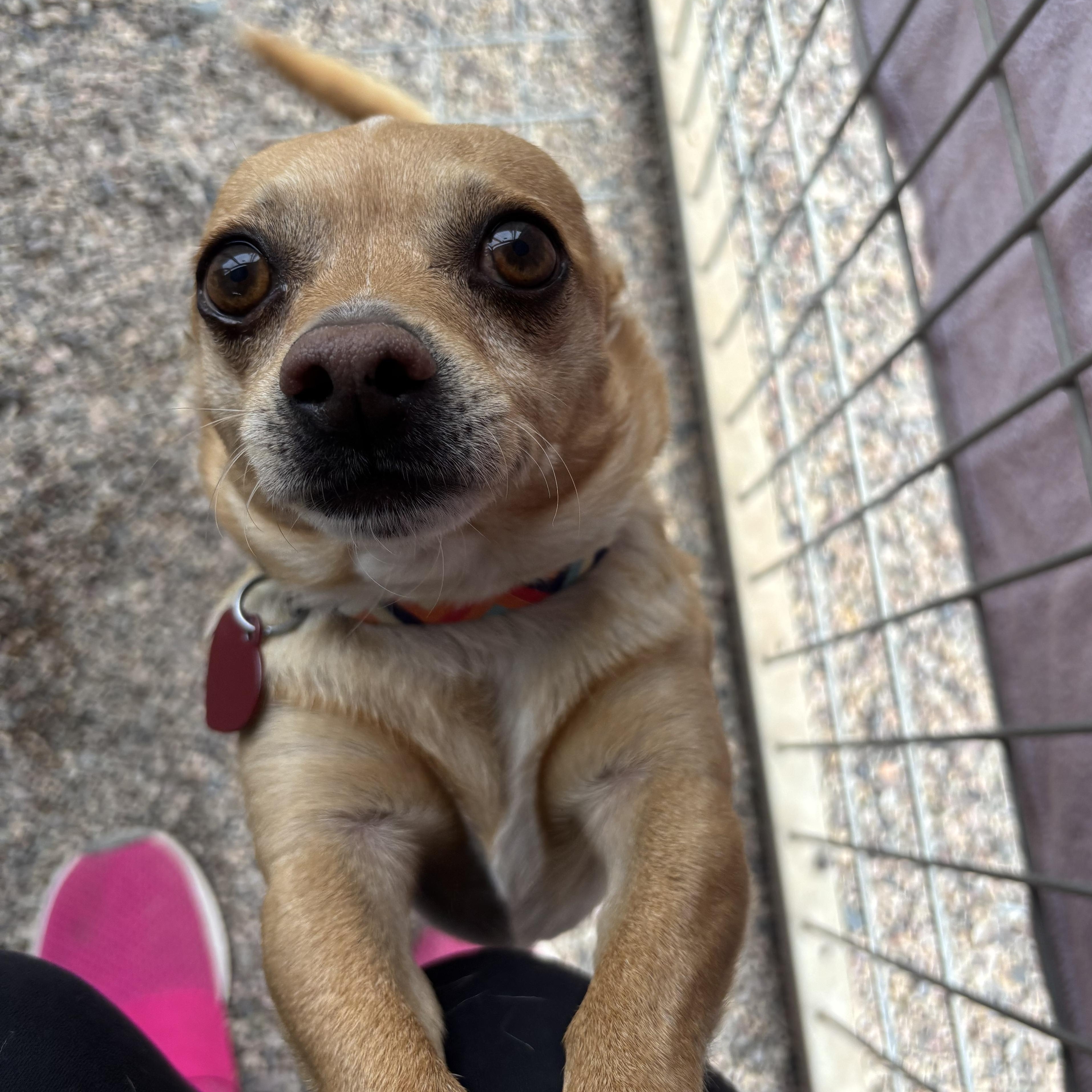 Enlarge Ozzy Pawsborne, a ADOPTABLE Chihuahua in Phoenix, AZ image 5/6
