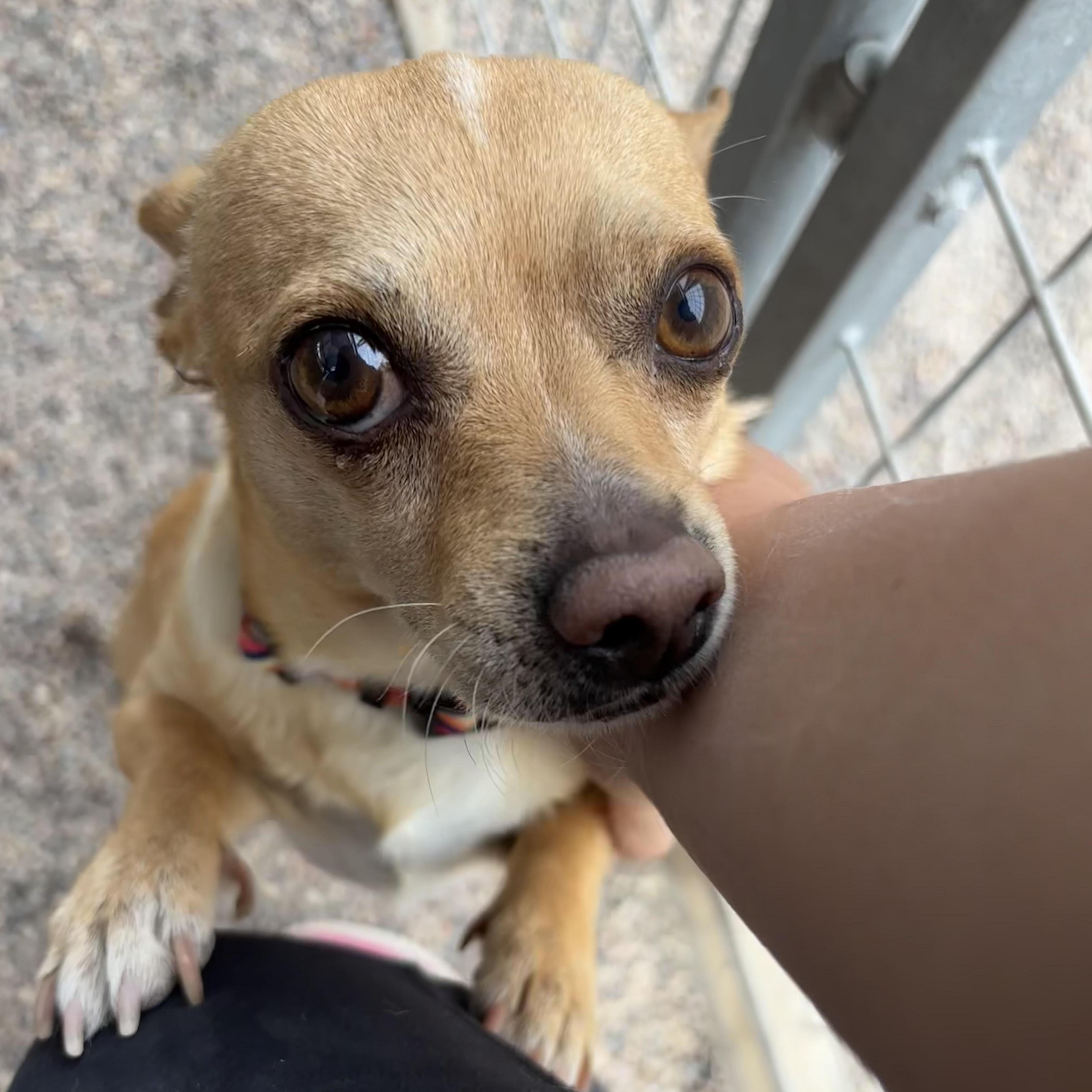 Enlarge Ozzy Pawsborne, a ADOPTABLE Chihuahua in Phoenix, AZ image 2/6