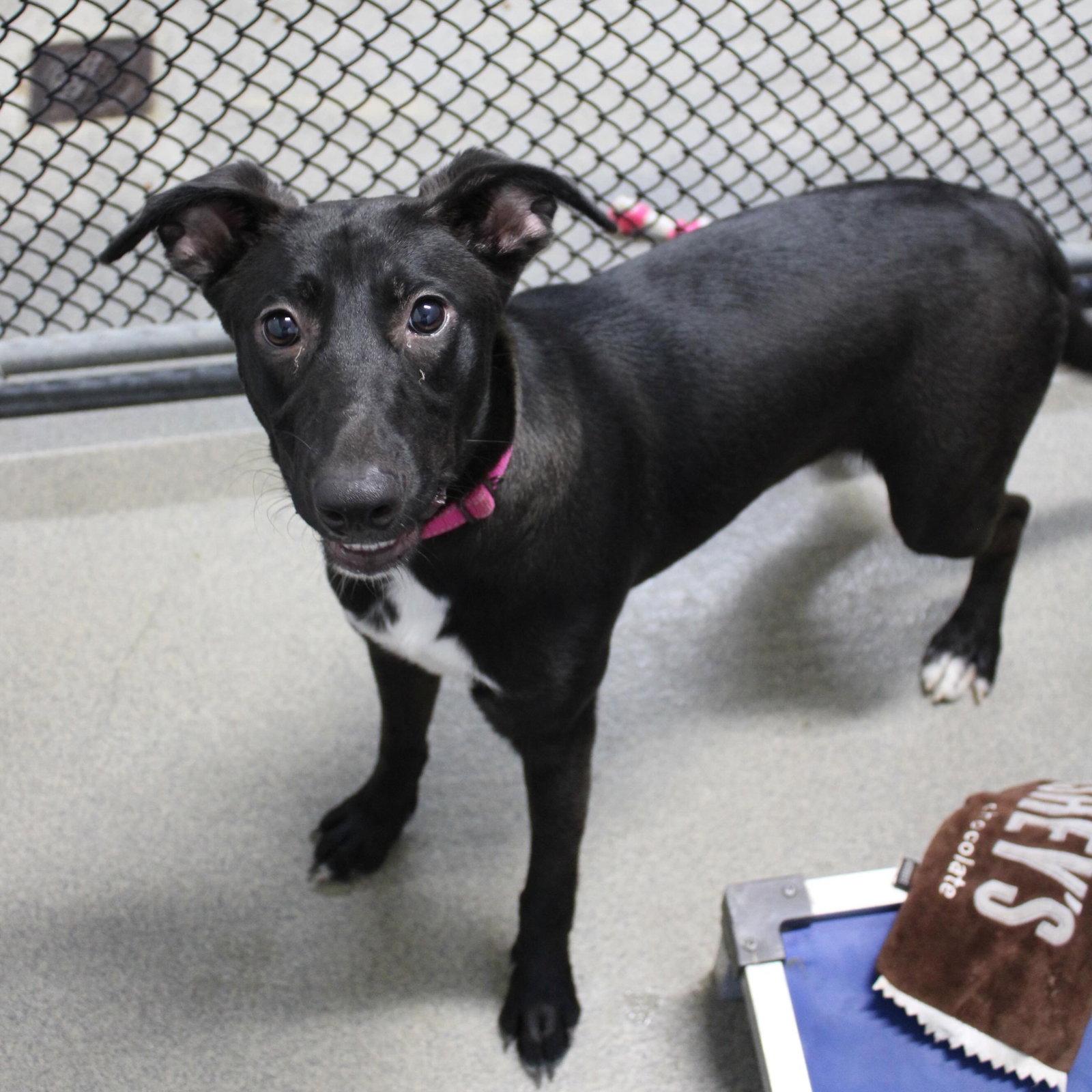 Bubbles 5mo - older kids, Adoptable, Young Female Labrador Retriever.