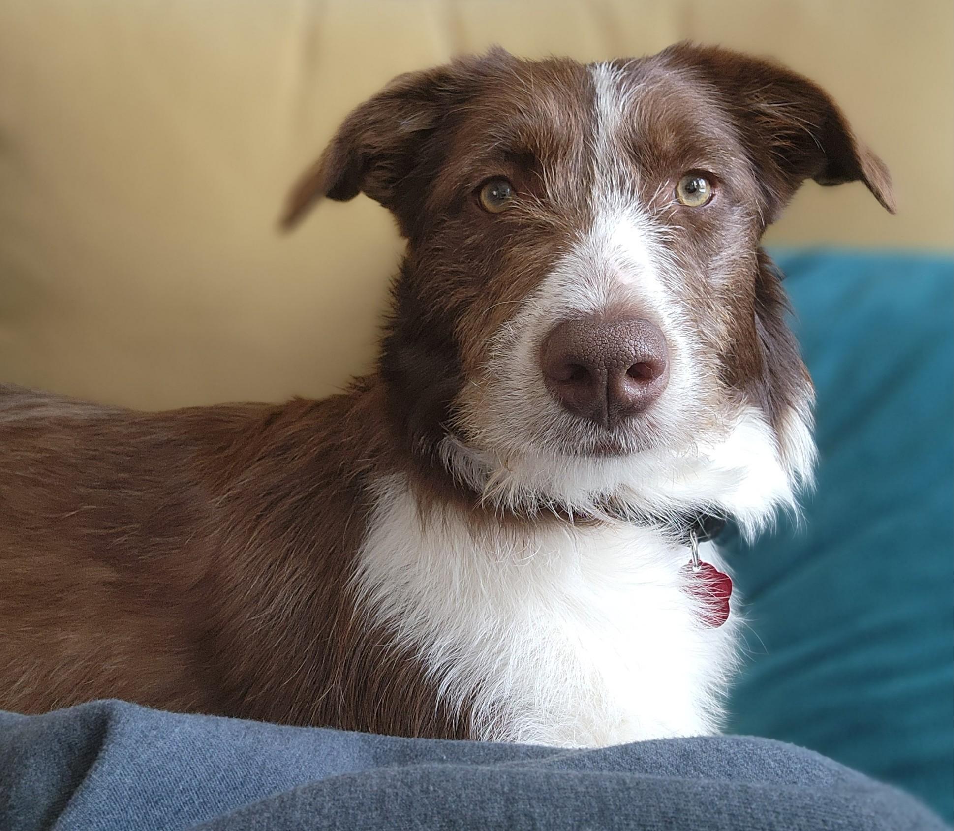 BIRDIE, an adoptable mixed breed in Branford, CT image 4/6