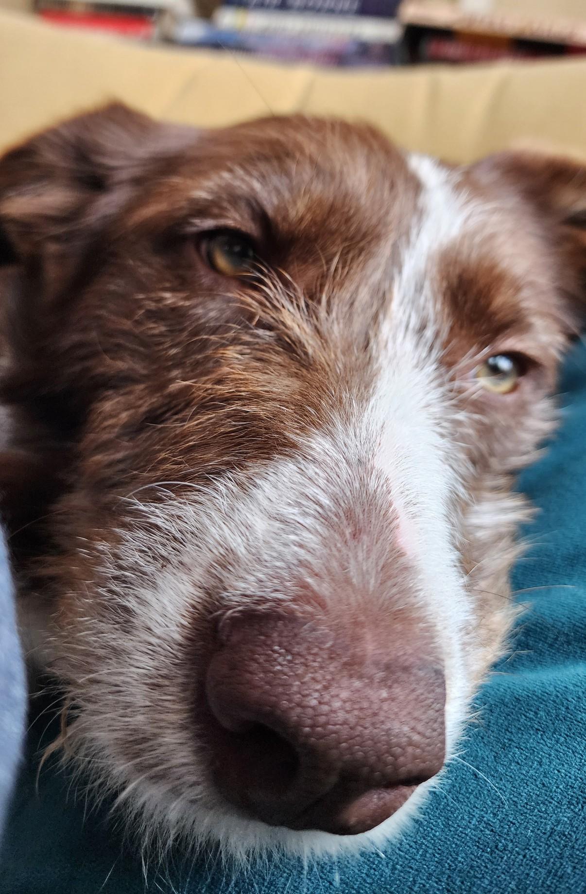 BIRDIE, an adoptable mixed breed in Branford, CT image 3/6