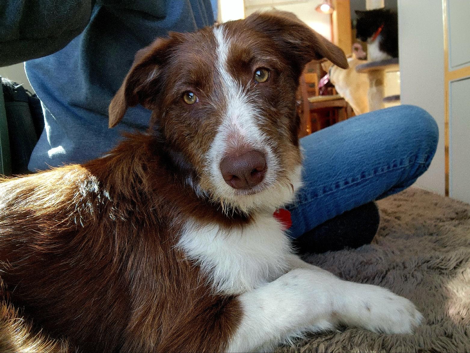 BIRDIE, an adoptable mixed breed in Branford, CT image 1/6