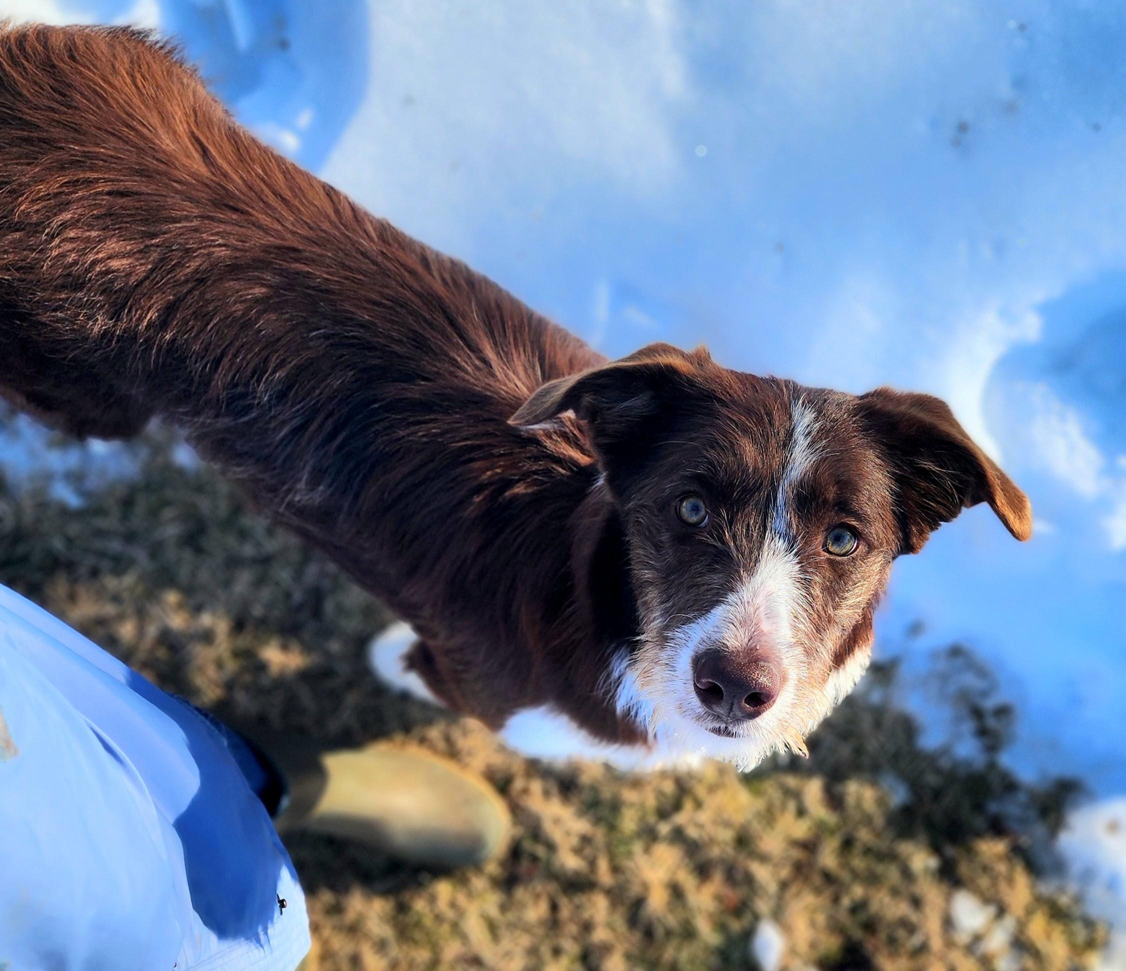 BIRDIE, an adoptable mixed breed in Branford, CT image 2/6