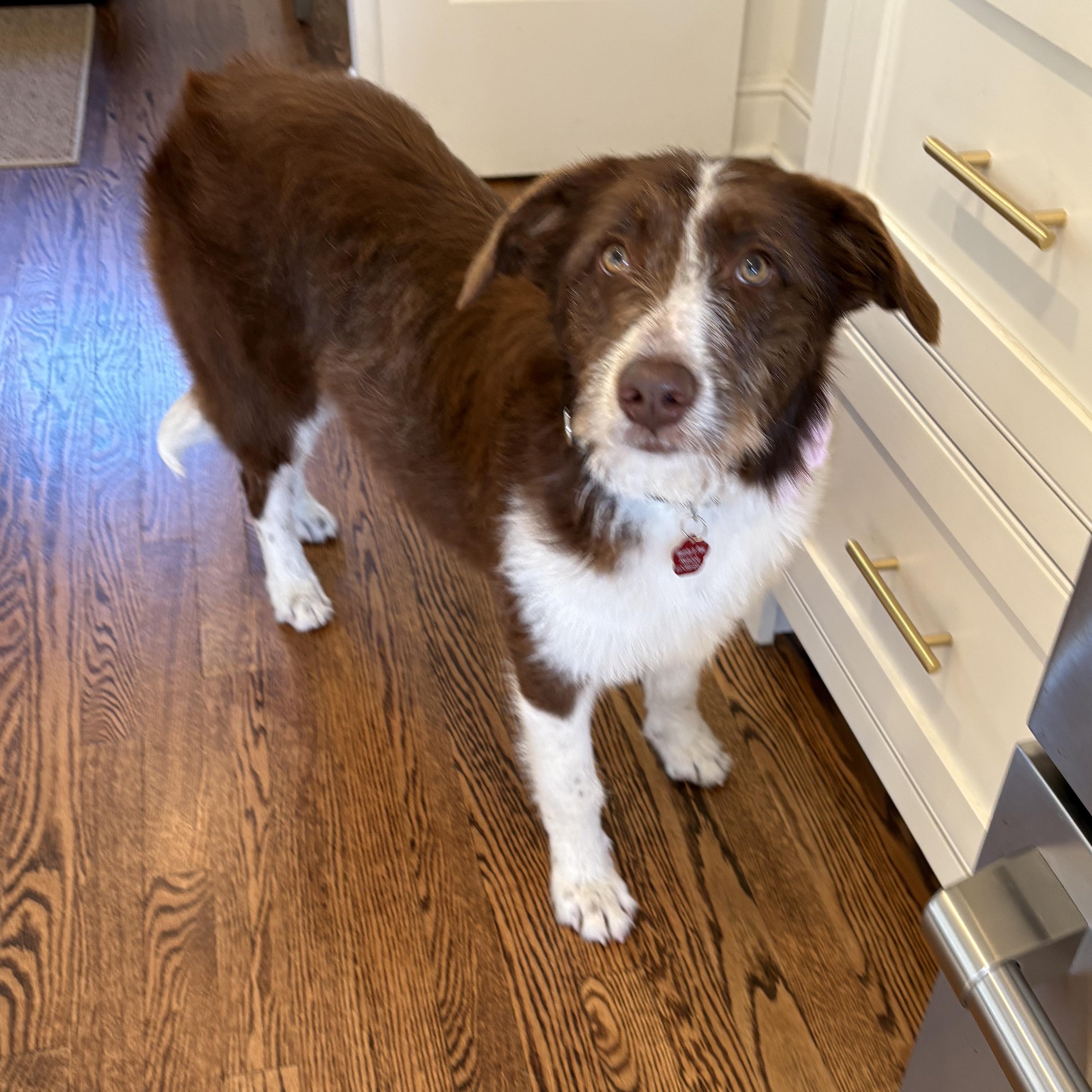 BIRDIE, an adoptable mixed breed in Branford, CT image 6/6