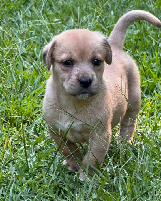 Liberty (aka Tater), a ADOPTABLE mixed breed in Eutawville, SC image 2/4