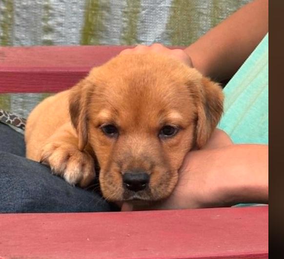 Enlarge Liberty (aka Tater), an adopted mixed breed in Eutawville, SC image 4/6