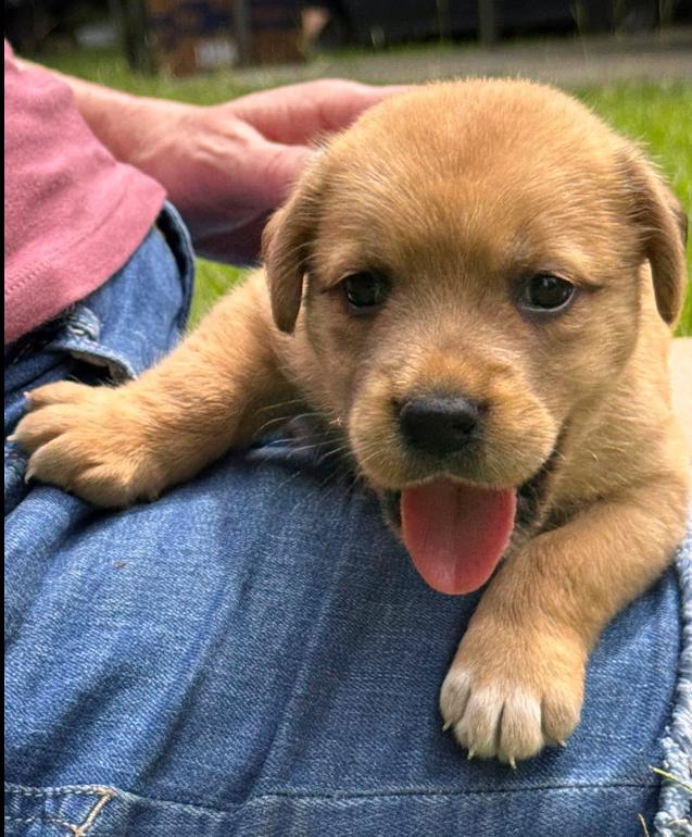 Liberty (aka Tater), a ADOPTABLE mixed breed in Eutawville, SC image 1/4