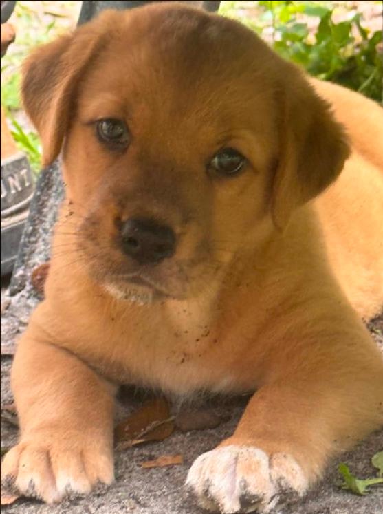 Enlarge Liberty (aka Tater), an adopted mixed breed in Eutawville, SC image 6/6