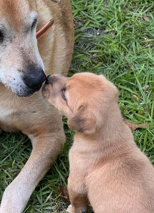 Liberty (aka Tater), a ADOPTABLE mixed breed in Eutawville, SC image 4/4