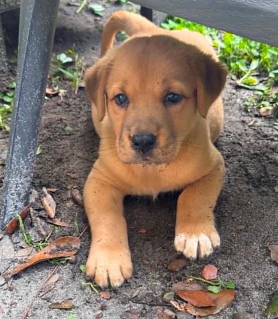 Enlarge Liberty (aka Tater), an adopted mixed breed in Eutawville, SC image 5/6