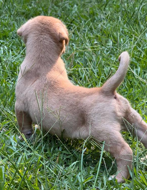 Liberty (aka Tater), a ADOPTABLE mixed breed in Eutawville, SC image 3/4