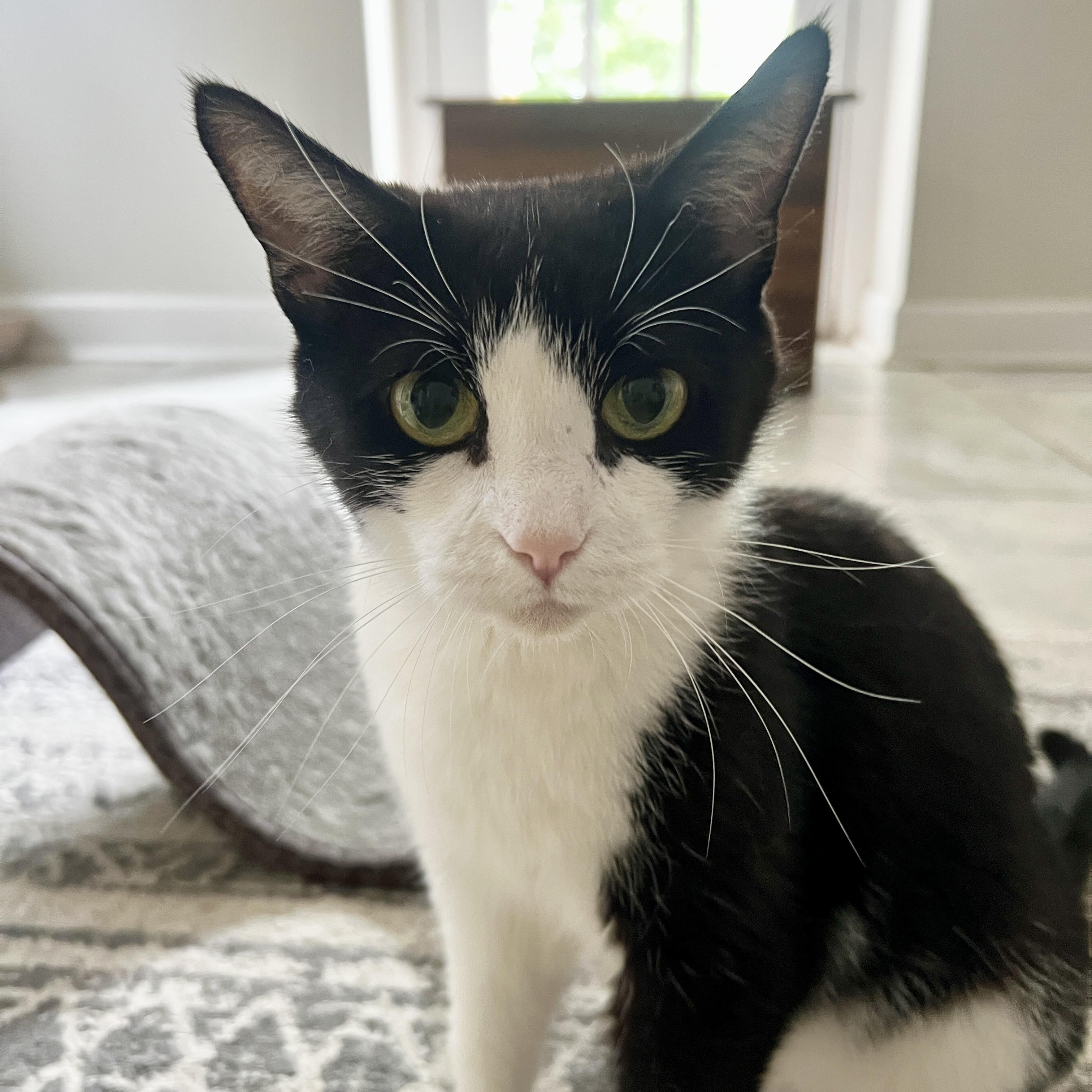 Enlarge April, a Adoptable Domestic Short Hair in Roanoke, VA image 3/5