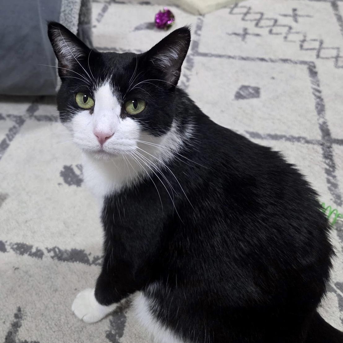 Enlarge April, a Adoptable Domestic Short Hair in Roanoke, VA image 5/5