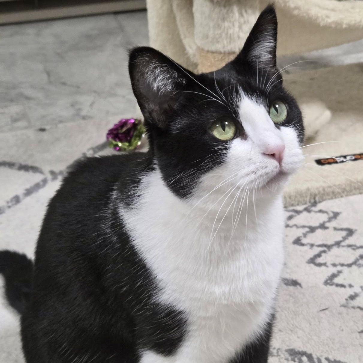 Enlarge April, a Adoptable Domestic Short Hair in Roanoke, VA image 1/5