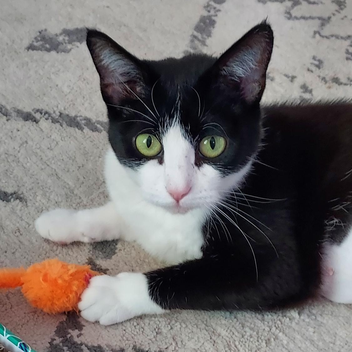 April, Adoptable, Adult Female Domestic Short Hair.