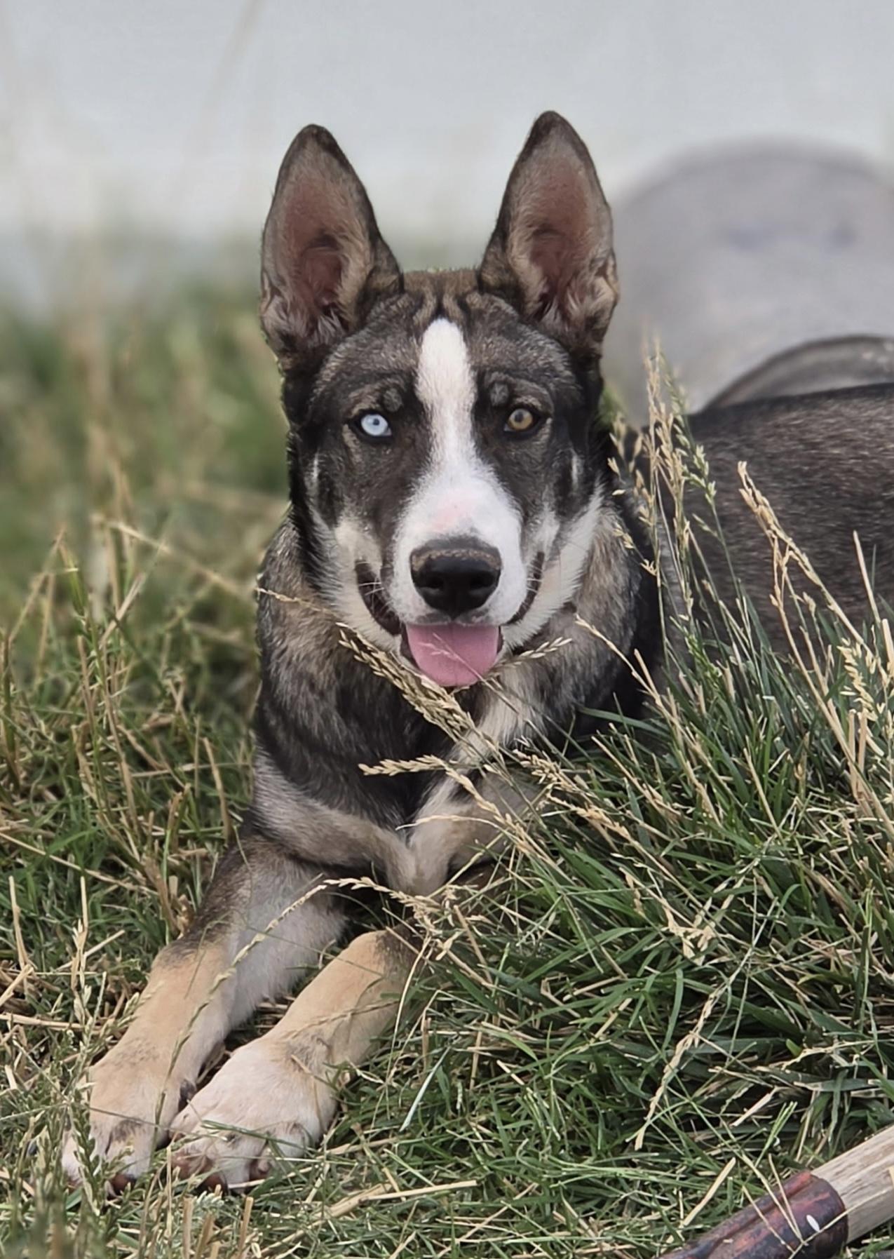 Blue, ADOPTABLE, Young Male Siberian Husky.