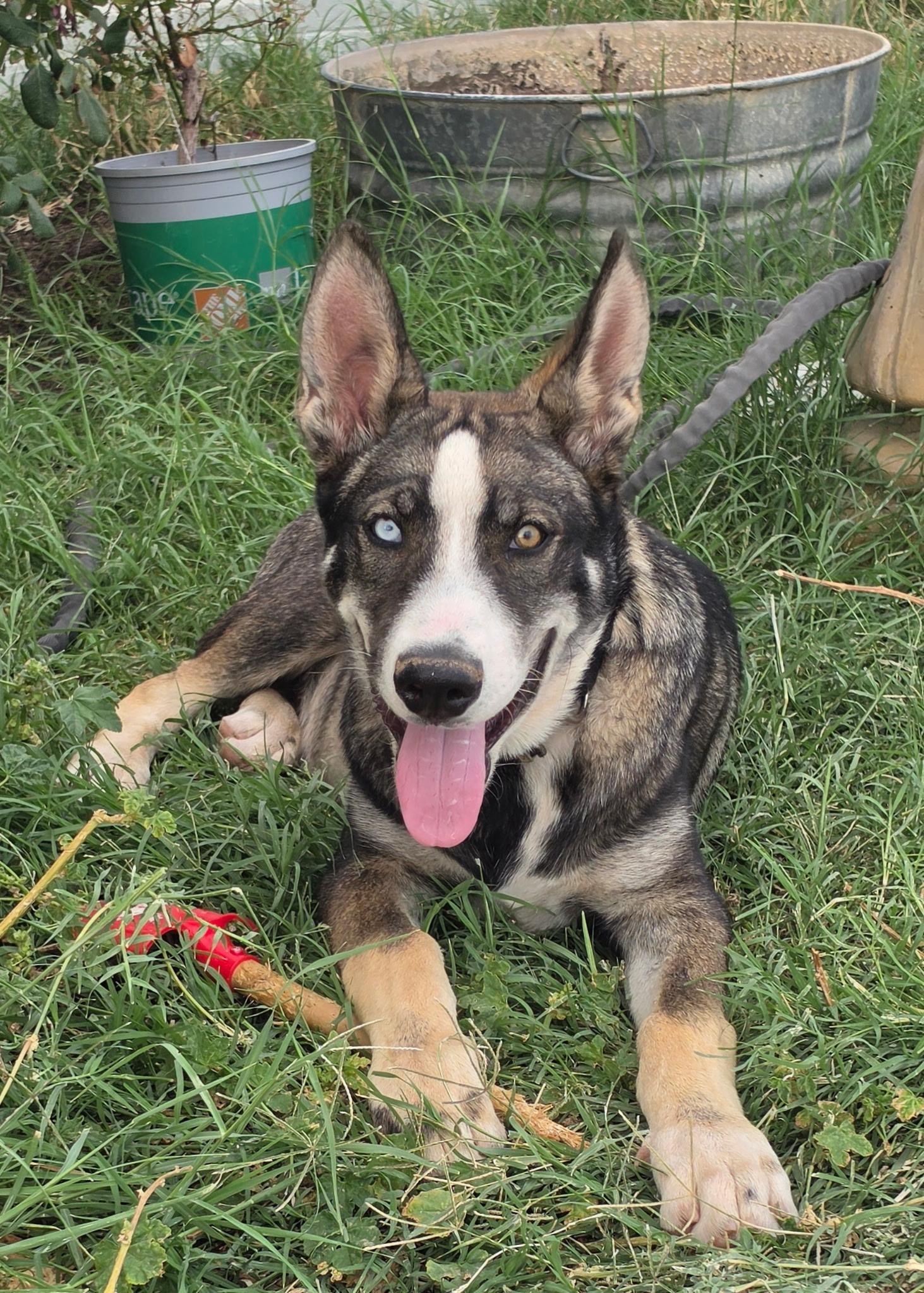 Blue, a ADOPTABLE mixed breed in Menifee, CA image 5/6