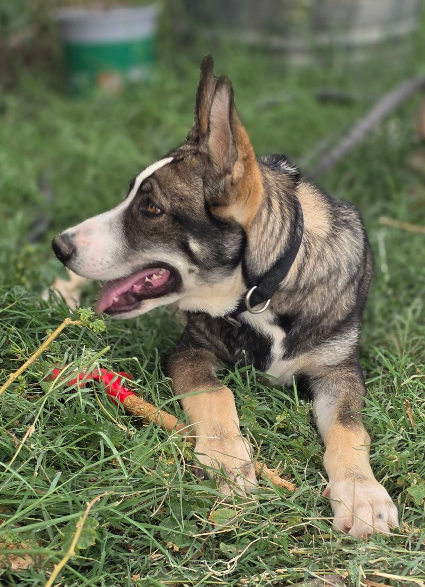 Blue, a ADOPTABLE mixed breed in Menifee, CA image 4/6