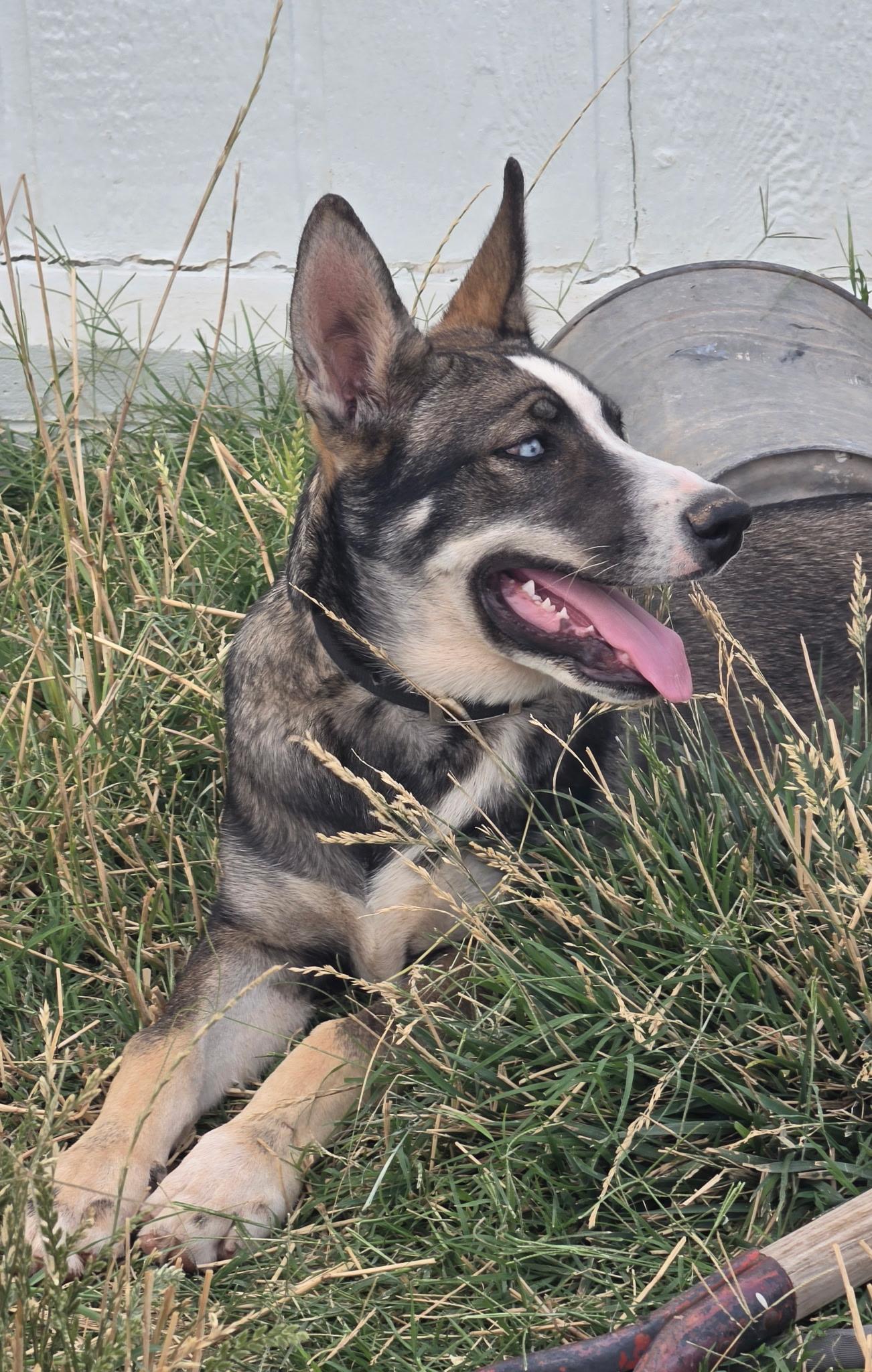 Blue, a ADOPTABLE mixed breed in Menifee, CA image 2/6