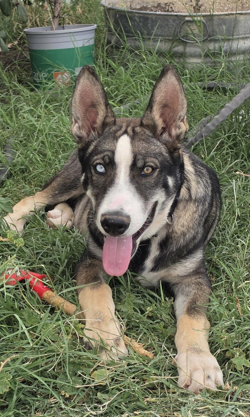Blue, a ADOPTABLE mixed breed in Menifee, CA image 3/6