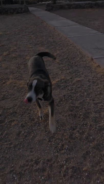 Enlarge Blue, a ADOPTABLE mixed breed in Menifee, CA video 6/6
