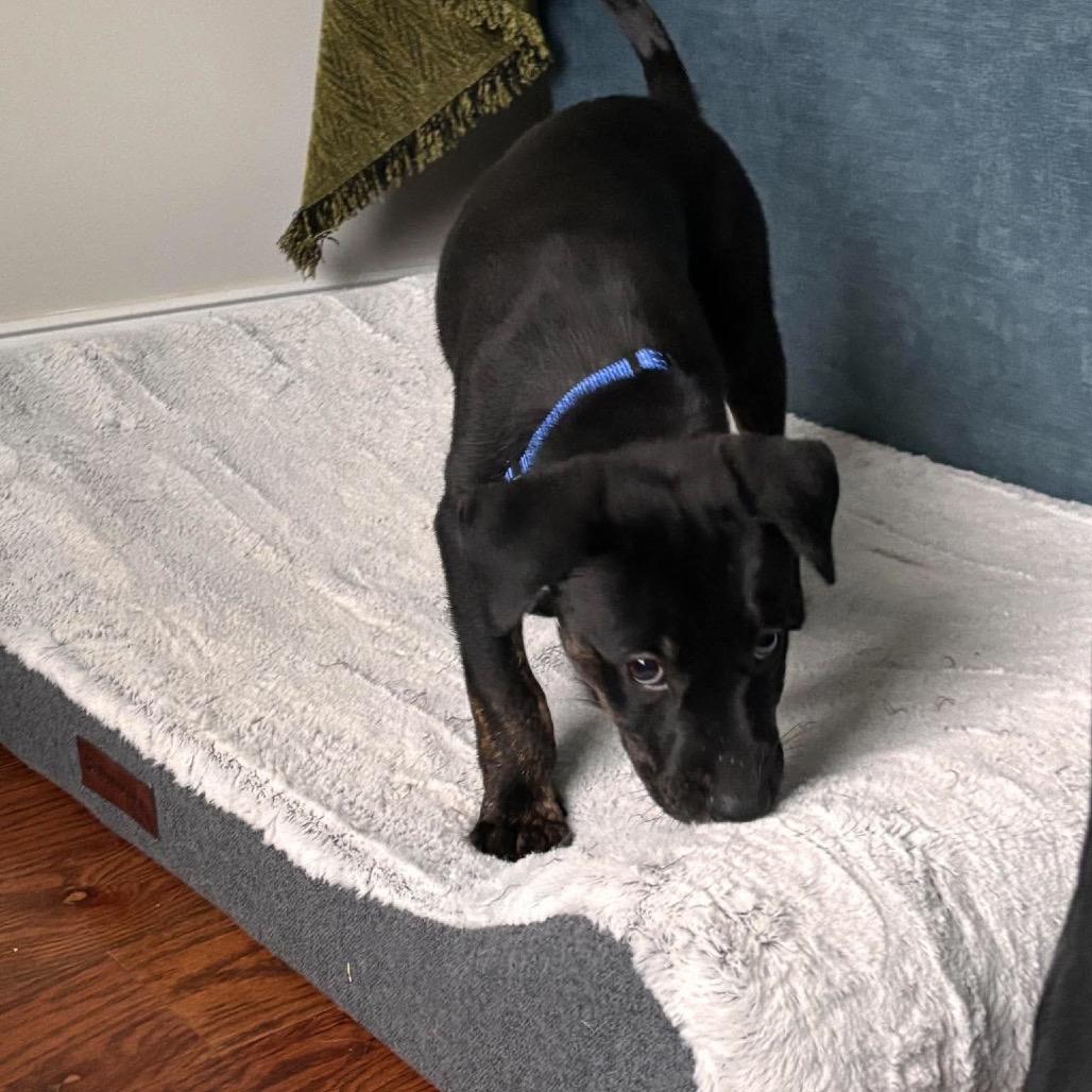 Spade, Adoptable, Puppy Male Mixed Breed.