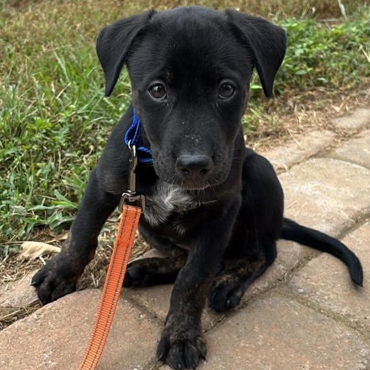 Enlarge Spade, a Adoptable Mixed Breed in Clarksville, TN image 4/6
