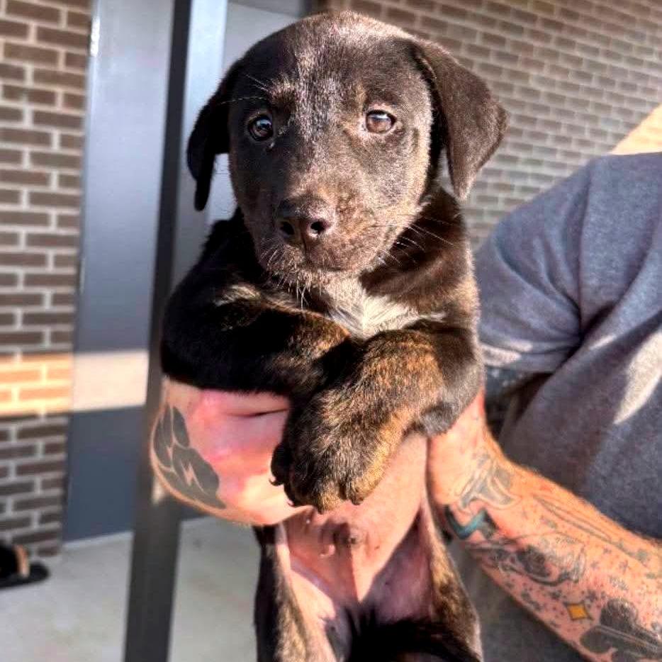 Enlarge Spade, a Adoptable Mixed Breed in Clarksville, TN image 6/6