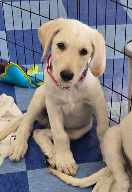 Enlarge Simba, a Adopted mixed breed in Sparks, NV image 1/1