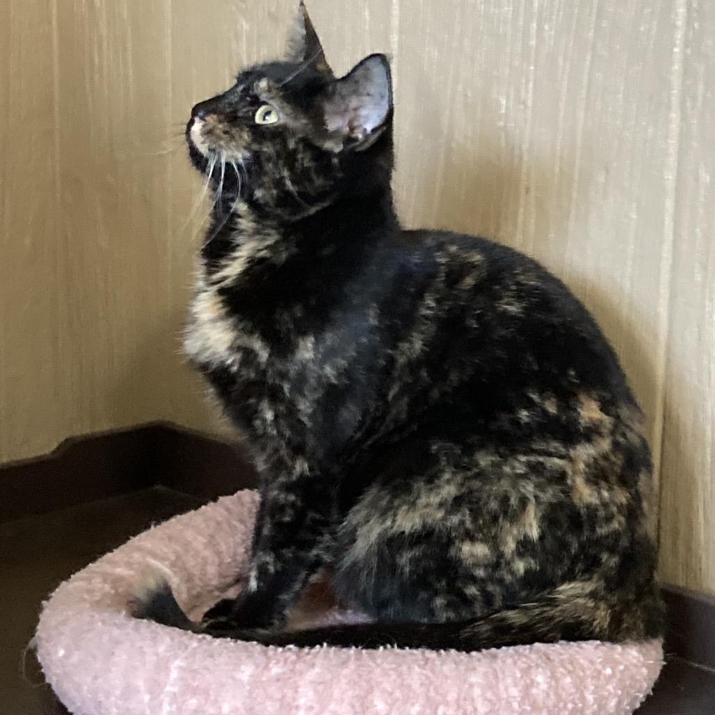 Enlarge Glam, a Adoptable Domestic Short Hair in Marion, IL image 1/4