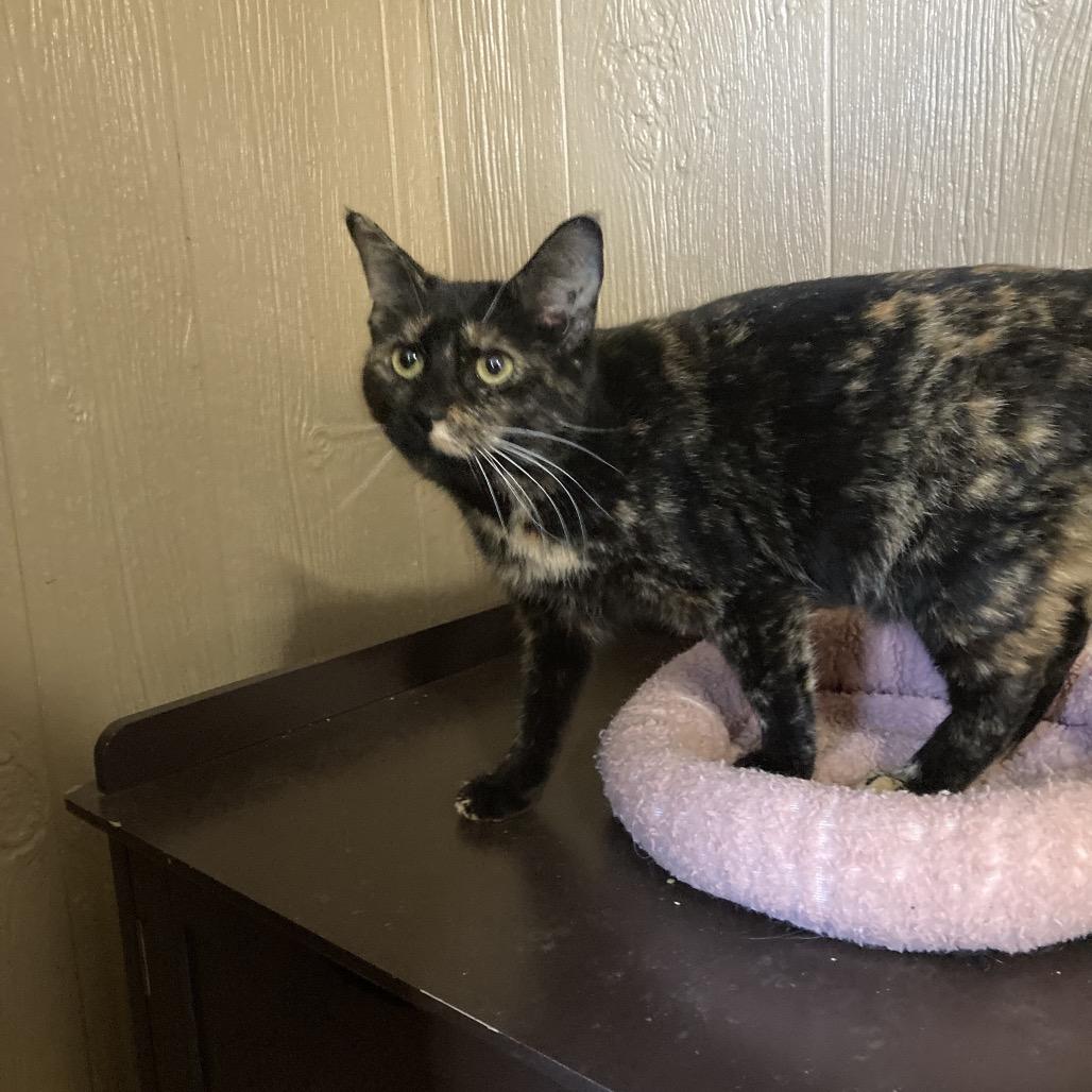 Enlarge Glam, a Adoptable Domestic Short Hair in Marion, IL image 2/4
