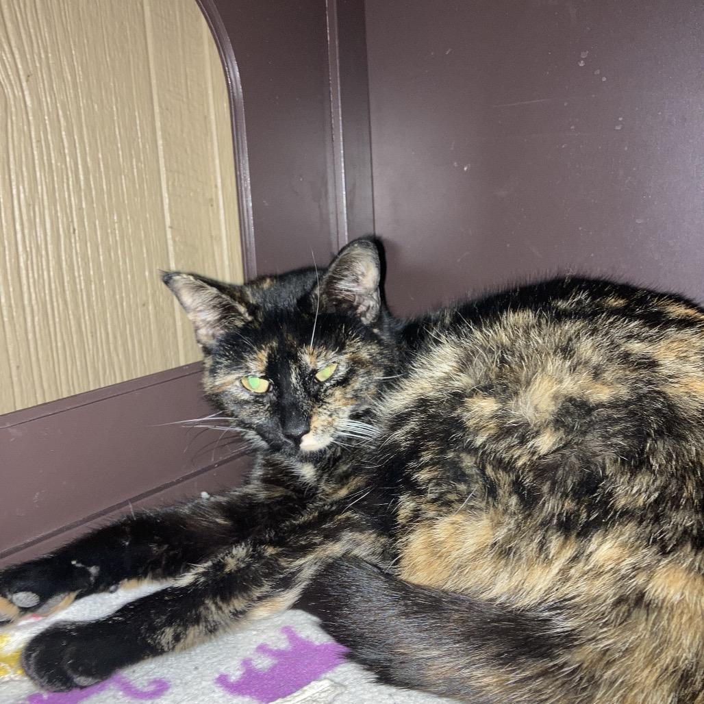 Enlarge Glam, a Adoptable Domestic Short Hair in Marion, IL image 3/4